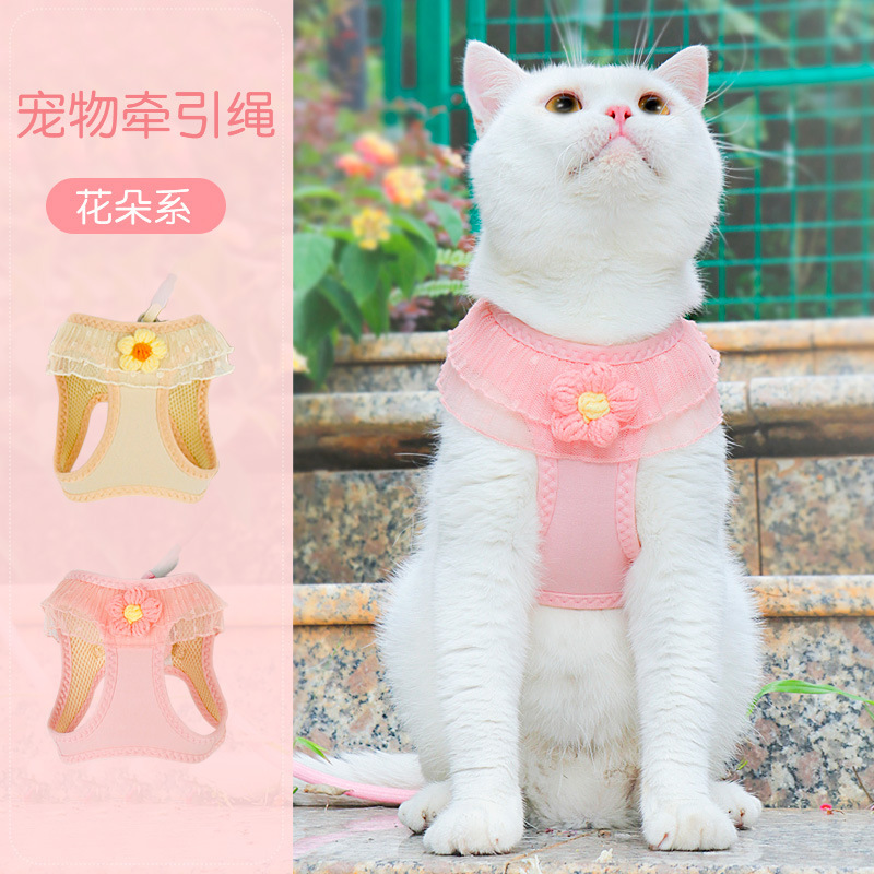 Từ mèo đến mèo.