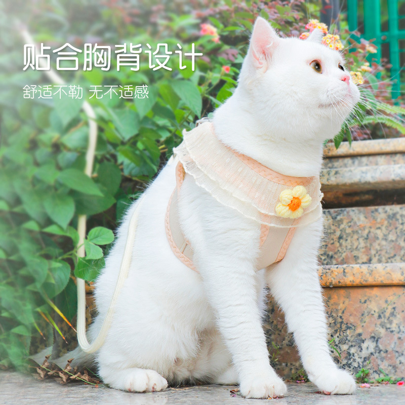 Từ mèo đến mèo.