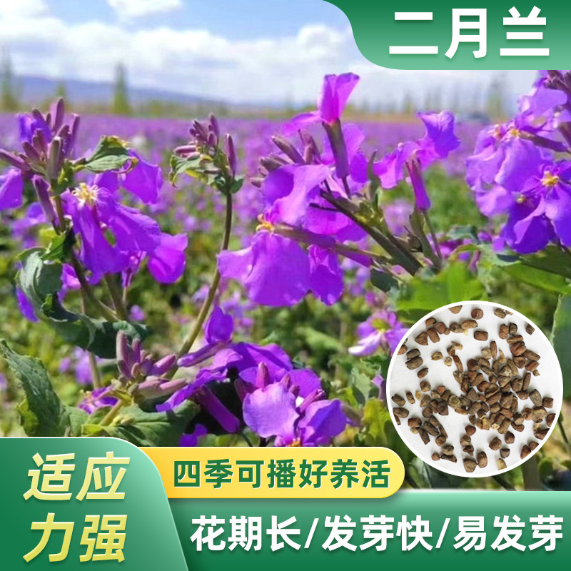 Hạt giống xanh được thụ tinh từ hạt cỏ, với một sợi tóc bằng tên giá nhẹ.