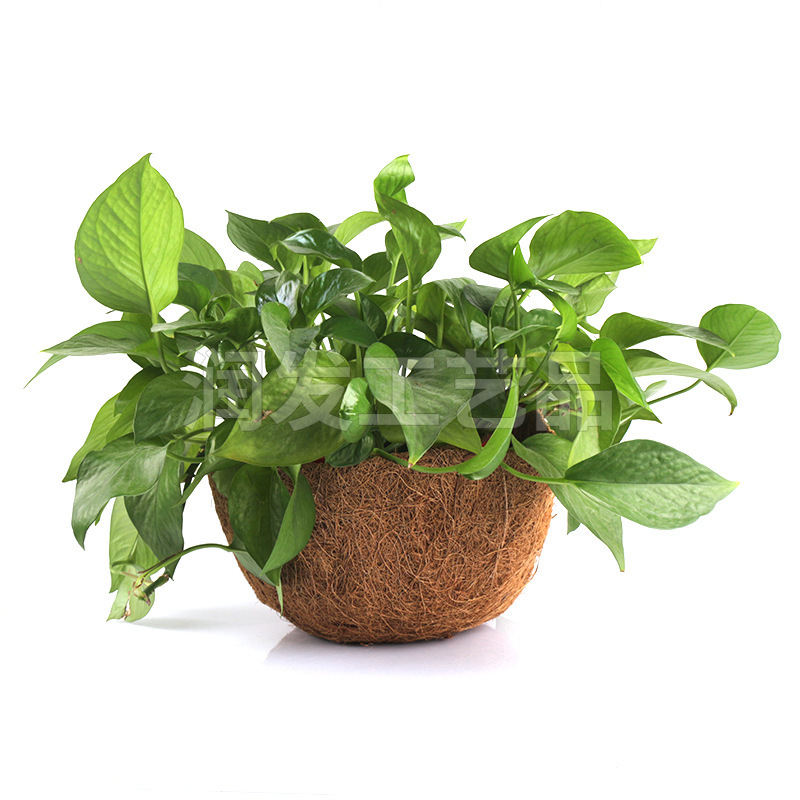 Những cái giỏ dừa, những cái giỏ dừa, những cái giỏ bằng sắt.