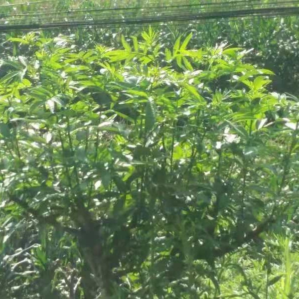（出口日本花椒）台湾青花椒 韩国青花椒 可商检 可办理出口手续
