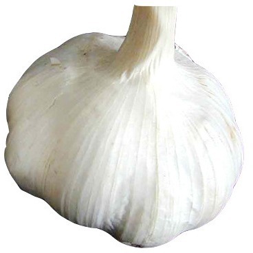 Căn cứ tỏi trắng nguyên chất.