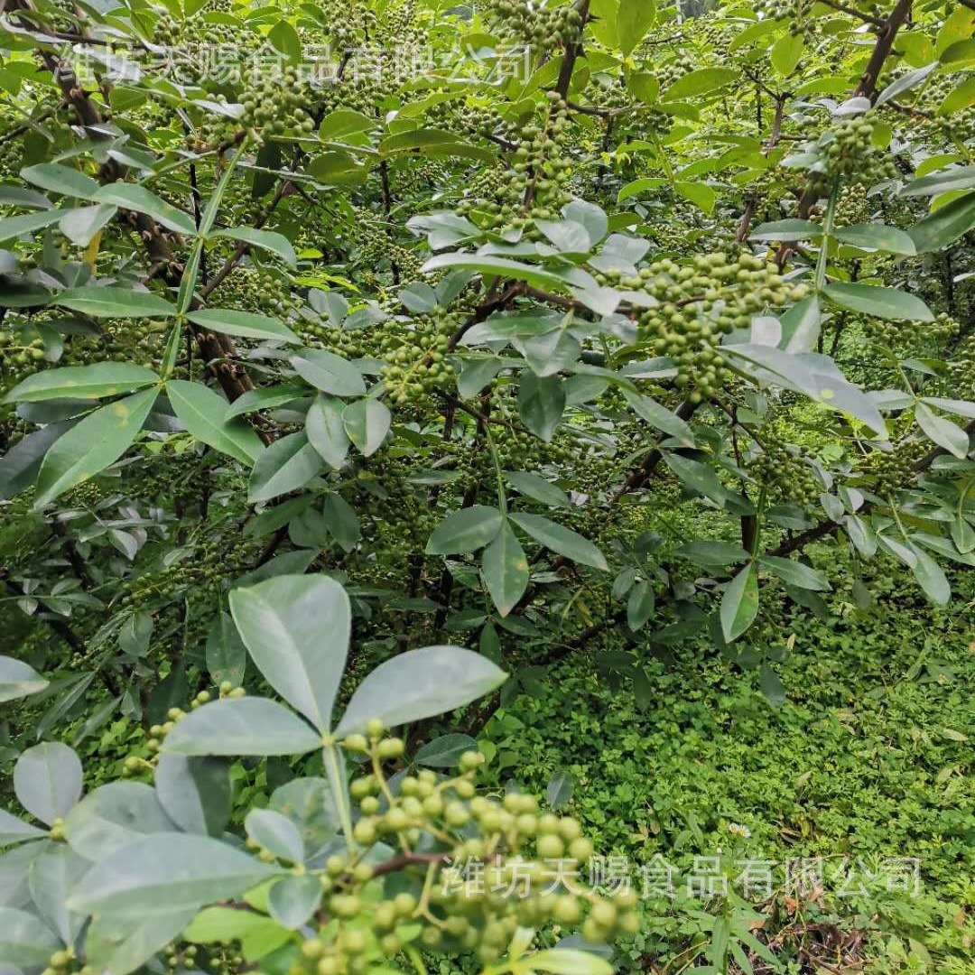 Nước tiêu Sichuan được bán trực tiếp, thương mại, xuất khẩu và phân phối.