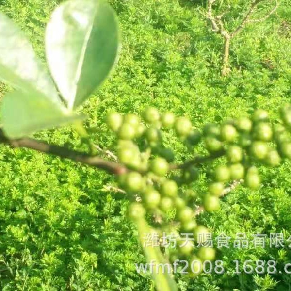 （出口日本花椒）台湾青花椒 韩国青花椒 可商检 可办理出口手续