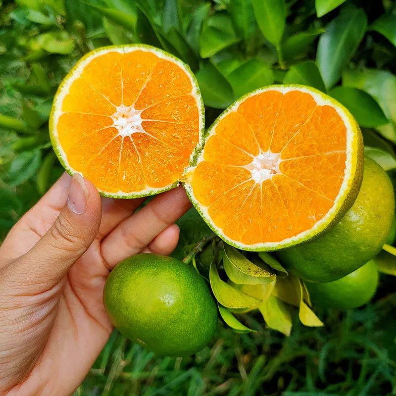 얇고 신선한 임산부의 과일과 함께 Yunnan 꿀 오렌지는 이제 계절 동안 달콤한 비핵 오렌지를 선택합니다.