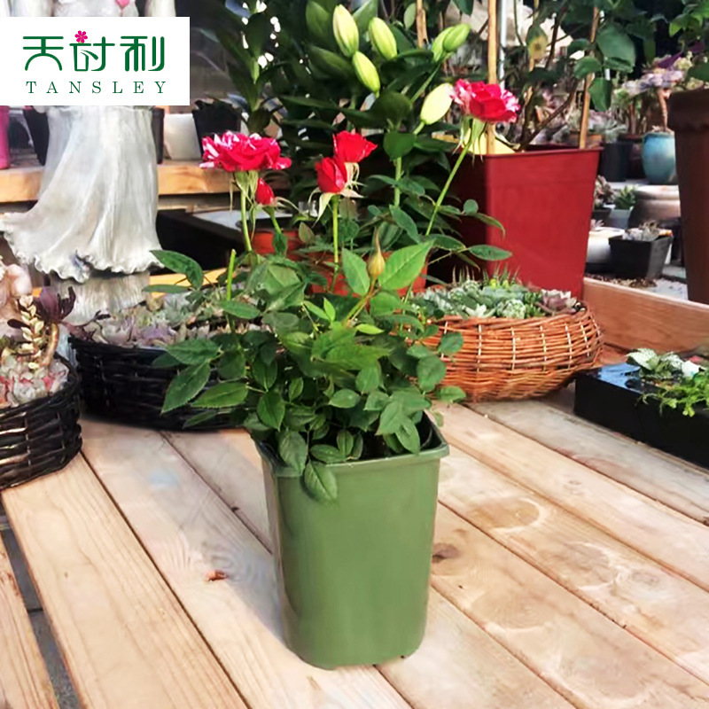 Những cái đĩa, mùa, những cái cày xanh.