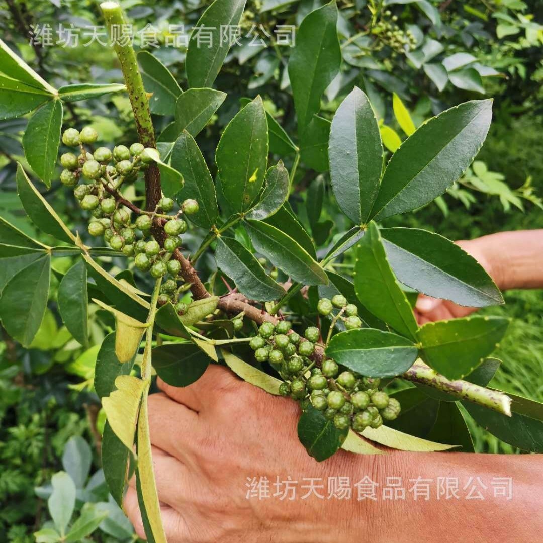 Nước tiêu Sichuan được bán trực tiếp, thương mại, xuất khẩu và phân phối.