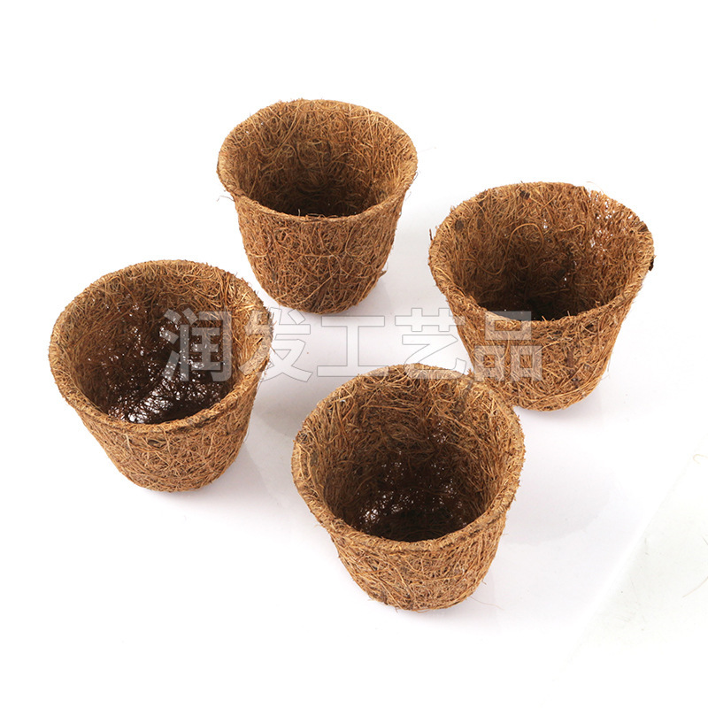 Nhà máy đang phát triển một chậu dừa.