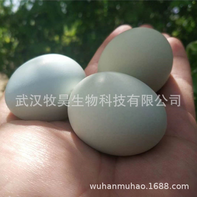 Một nguồn cung cấp đầy đủ của 360 quả trứng xanh lá cây / hộp được cung cấp trong các khu rừng trứng ở nông thôn Hubei