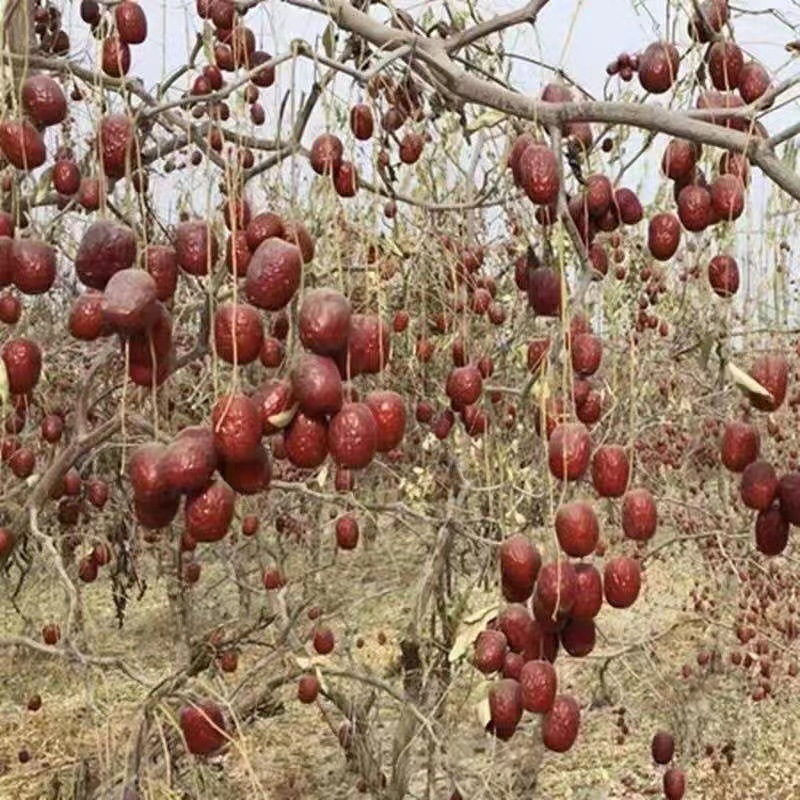 Nếu ngày tháng là tro, và ngày tháng là 19/20 pounds, chúng chứa đầy thức ăn khô, thịt ngọt, ngày tháng đỏ,