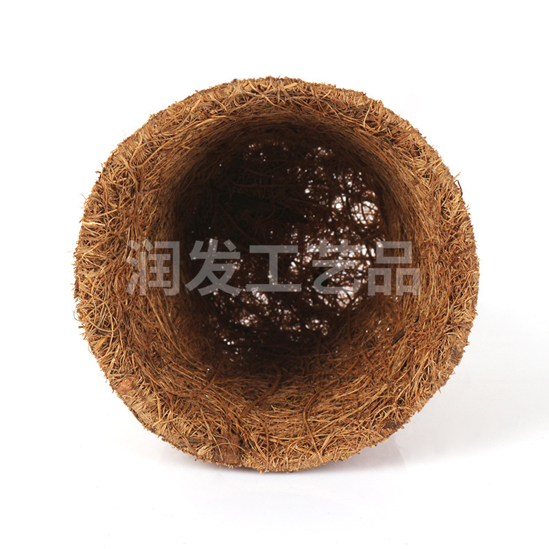 Nhà máy đang phát triển một chậu dừa.