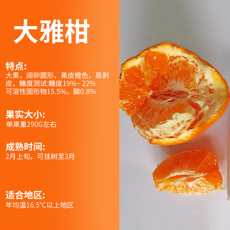 Daaiya 나무 안뜰의 묘목은 발코니의 4 시즌에 오렌지 나무를 심었습니다.