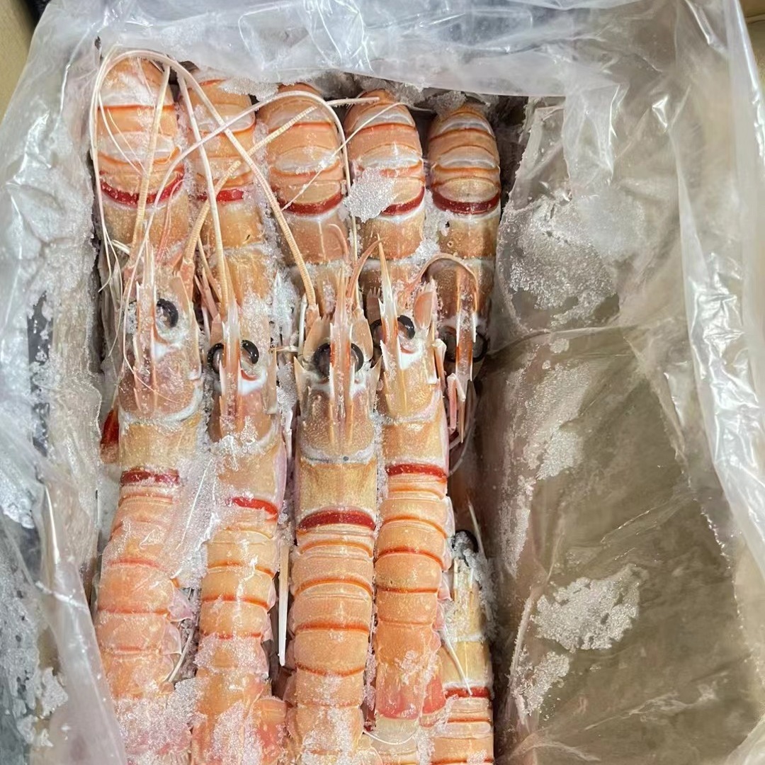 Nam Cực Shrimp, tôm hùm New Zealand đâm tôm hùm cao cấp.