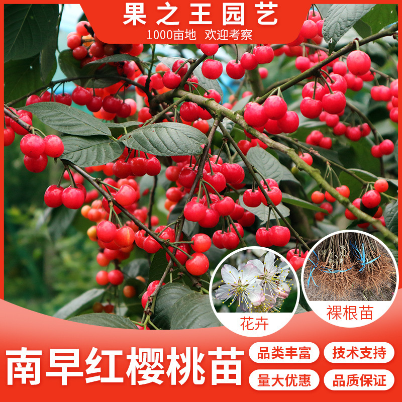樱桃树苗南方樱桃苗樱桃树苗南早红樱桃苗樱桃树