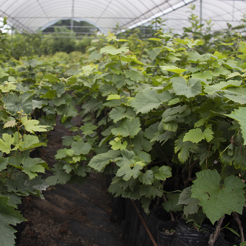 Sunshine rose saplings planted 와 gravy 잎 과 과일 묘종 과일 묘종