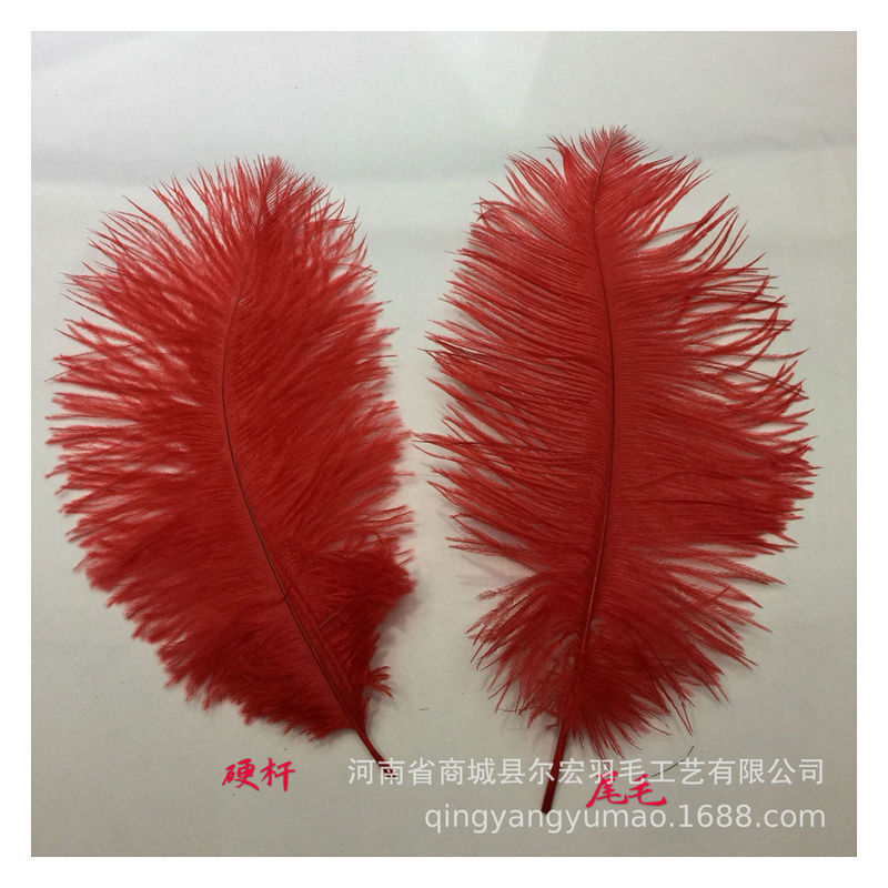 Đây là lông đà điểu được trang trí ở nhà.