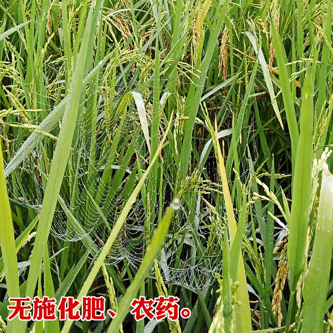 In 2023, the rice-resulting rice was distributed to a rice-packed, vacuum-packed rice brick factory.
