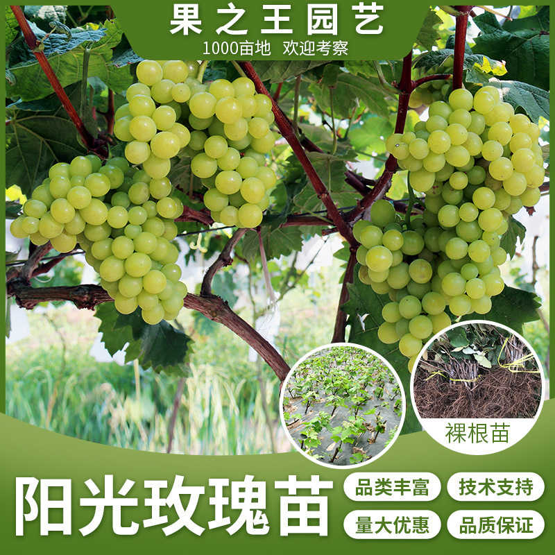 Sunshine rose saplings planted 와 gravy 잎 과 과일 묘종 과일 묘종