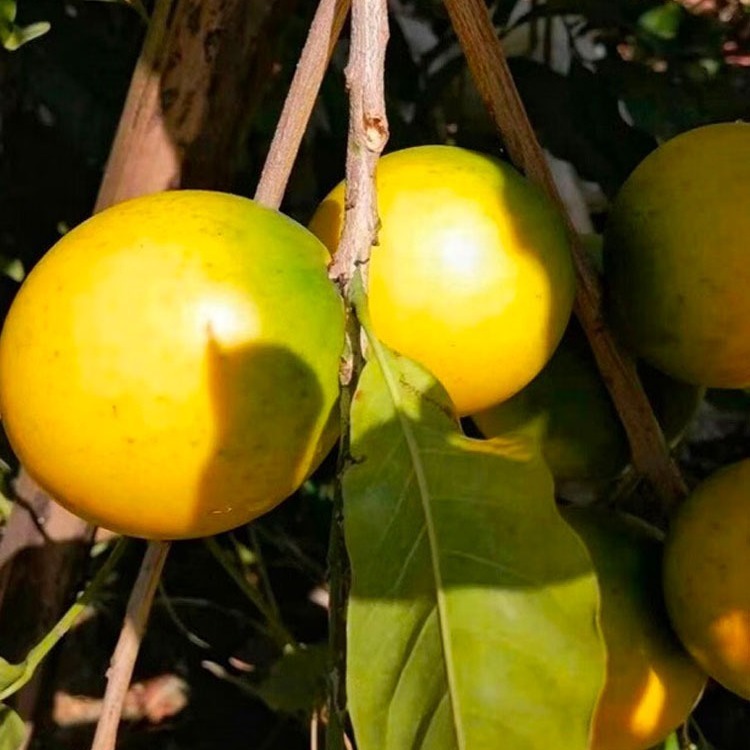 아주 드물게 상한, fruit-fruit 메일.