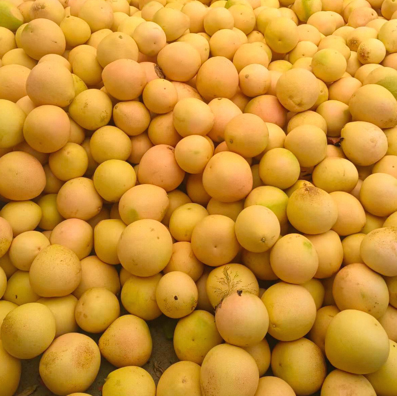 Three red grapefruits, 100 pounds of orchard for fresh season fruit, now picks up the southern grapefruit of Lake Red Heart.