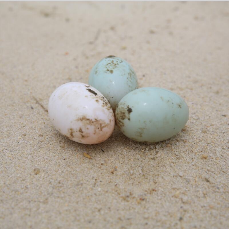 공장은 주석의 계란을 판매, 70 g 오리의 계란, 북부 베이의 mangroves, 구운 오리 계란, 소금 오리 계란.