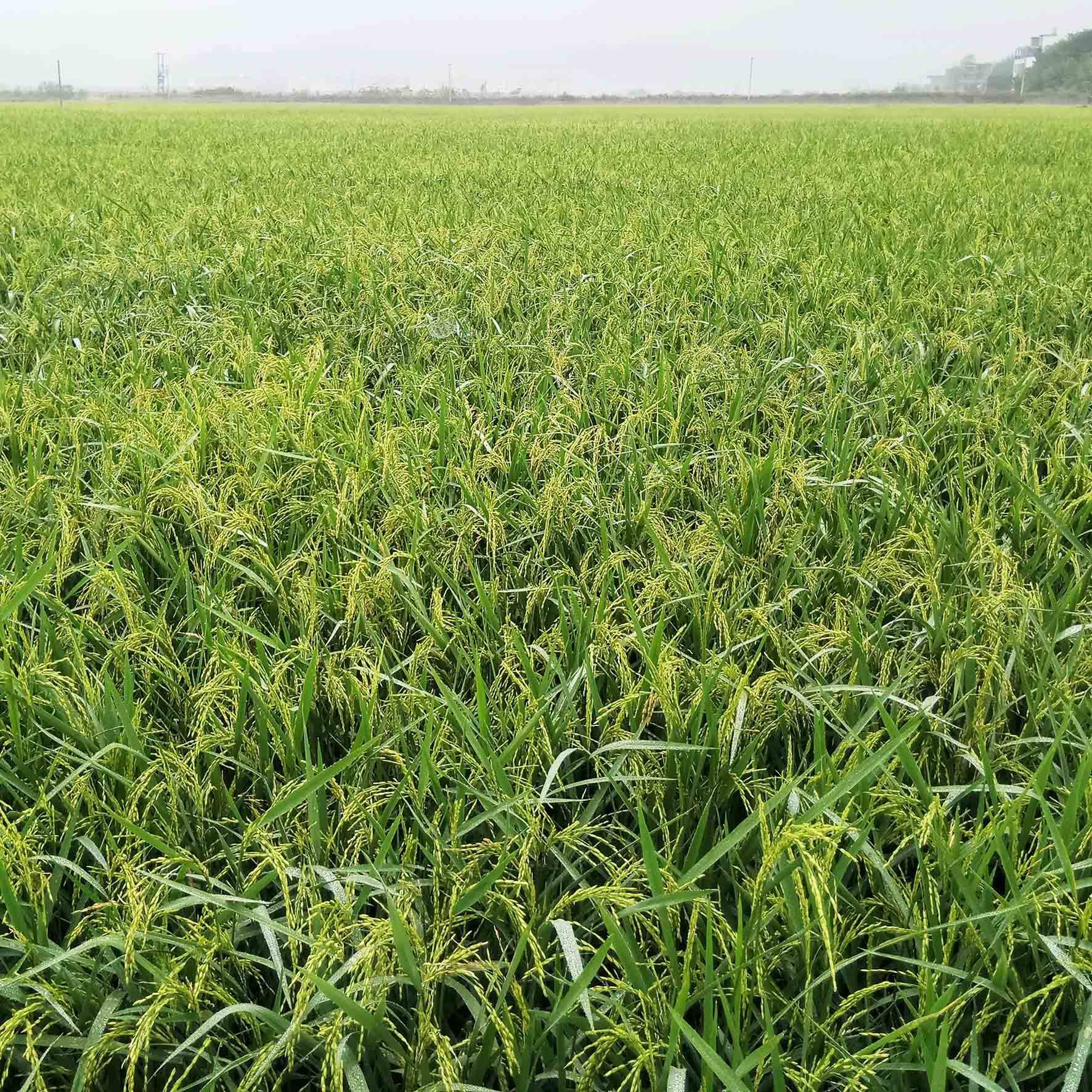 In 2023, rice was 50 pounds of rice, 25 kg of rice, and a grain of rice was distributed.
