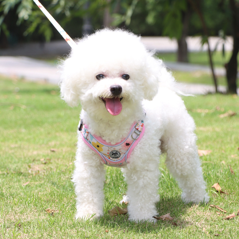 Những con thú nuôi mới với một con chó hồi tưởng lại còn hơn là những con gấu được ghép lại để bảo vệ chúng khỏi con chó kéo.