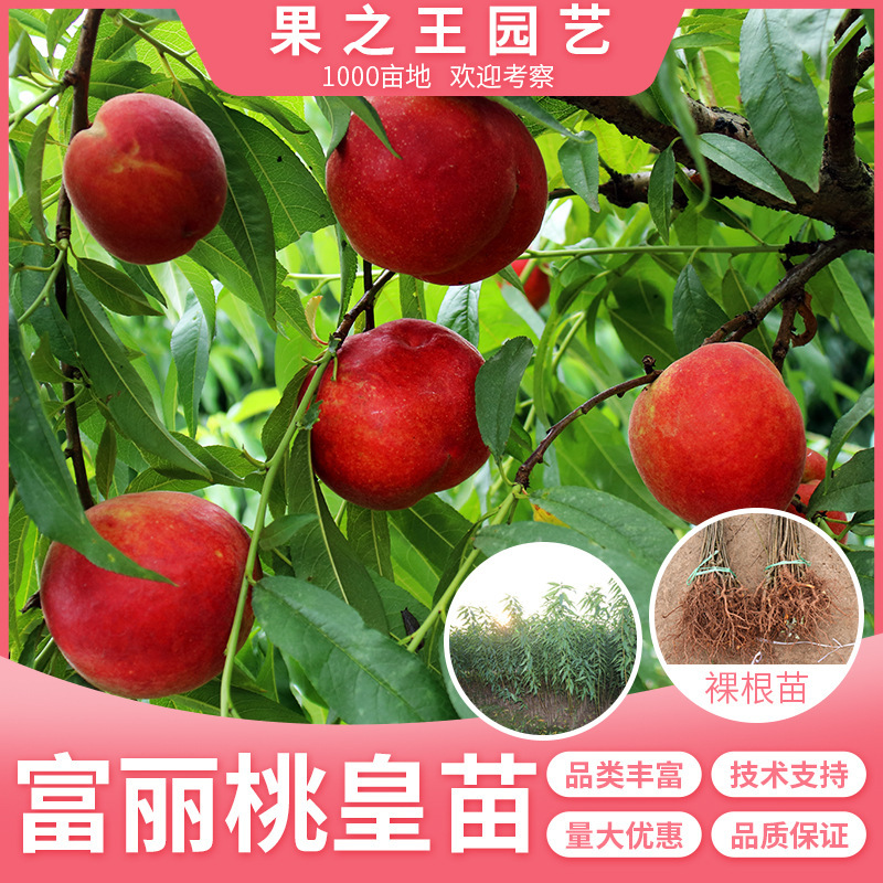 富丽桃皇桃树苗一年生黄肉桃苗 长势旺嫁接带土苗 特大超甜包技术