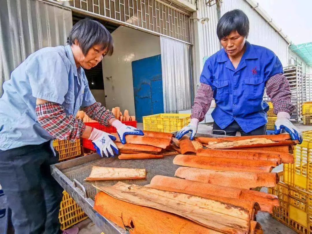南药肉桂（罗定市）农产品加工有限公司
