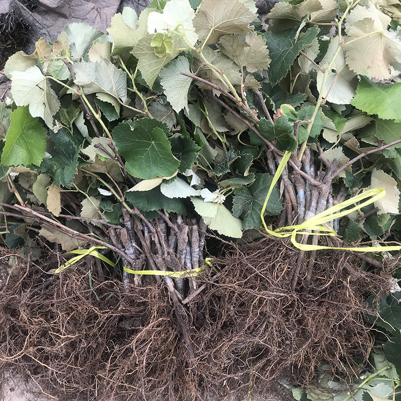 Sunshine rose saplings planted 와 gravy 잎 과 과일 묘종 과일 묘종