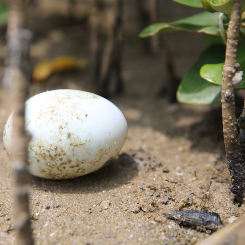 공장은 주석의 계란을 판매, 70 g 오리의 계란, 북부 베이의 mangroves, 구운 오리 계란, 소금 오리 계란.