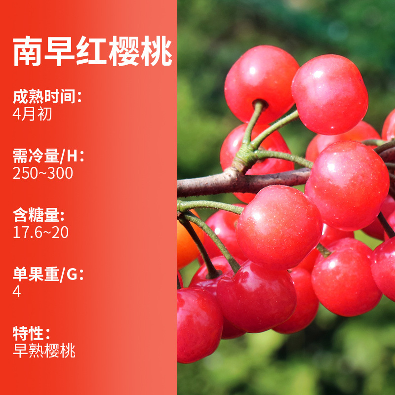 正宗南早红樱桃苗南北方种植庭院地栽嫁接特大车厘子阳台盆栽