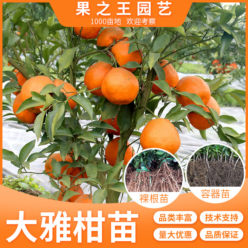 大雅柑树苗庭院地栽橘子树四季阳台盆栽带土嫁接苗当年结果桔子苗