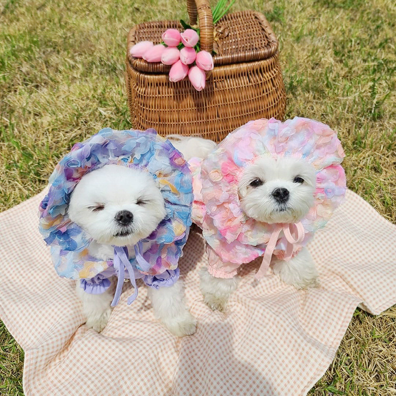 Korea's Spring and Summer New Pets-Blow-blow-Ops-Dog