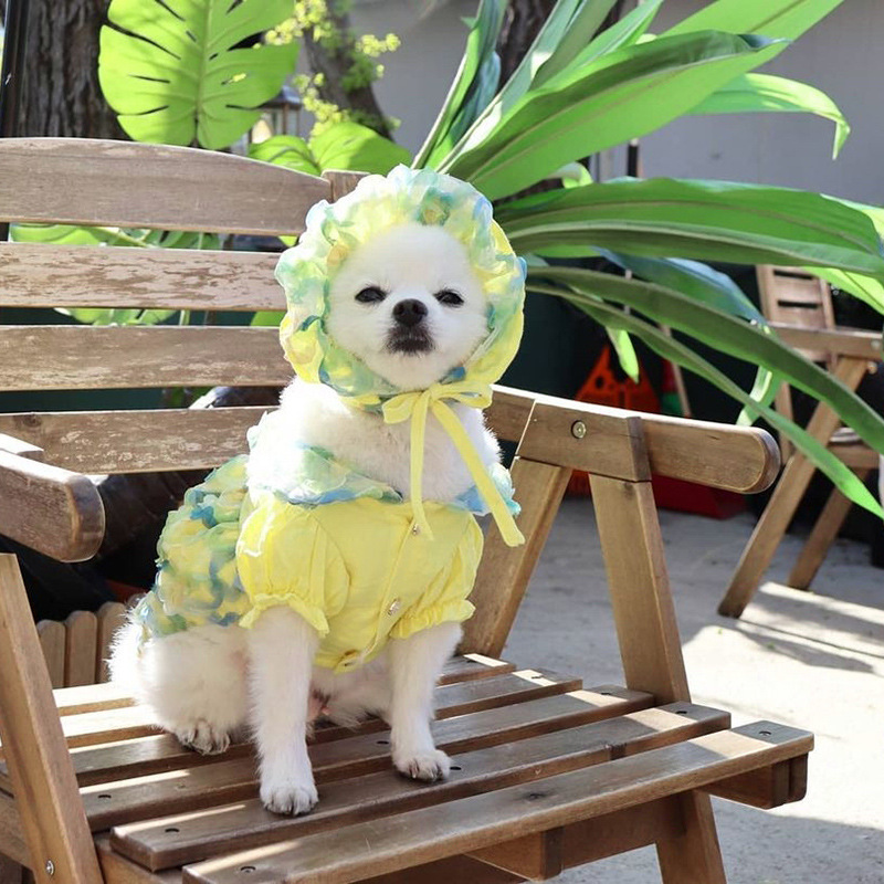 Korea's Spring and Summer New Pets-Blow-blow-Ops-Dog