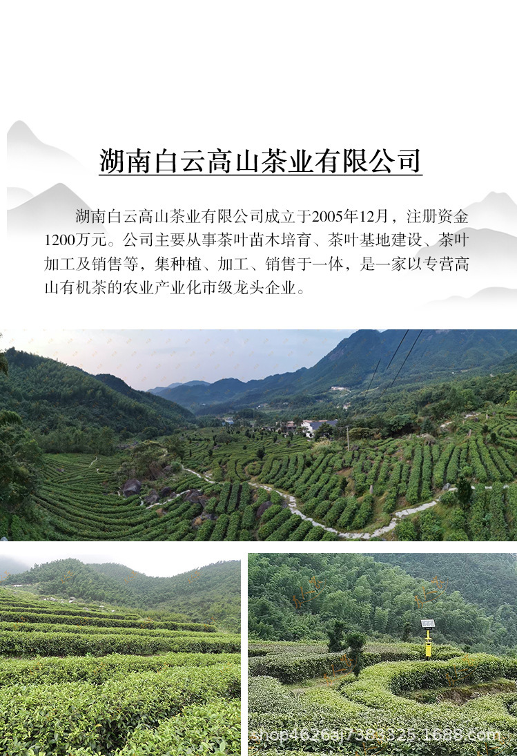 2022 củ cải vàng trà, 100 lon trà vàng, trà xanh lá cây, trà vàng.