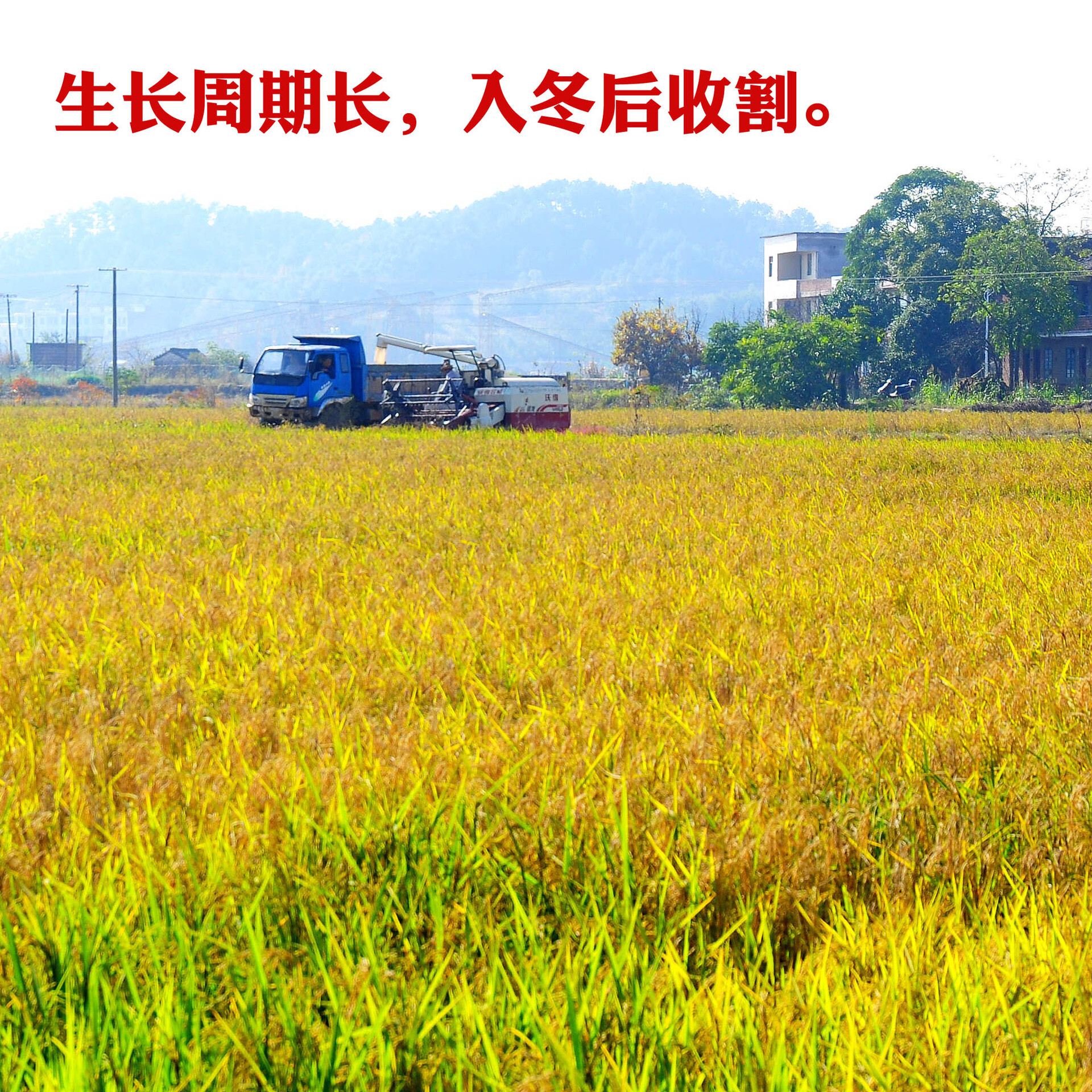 In 2023, the rice-resulting rice was distributed to a rice-packed, vacuum-packed rice brick factory.