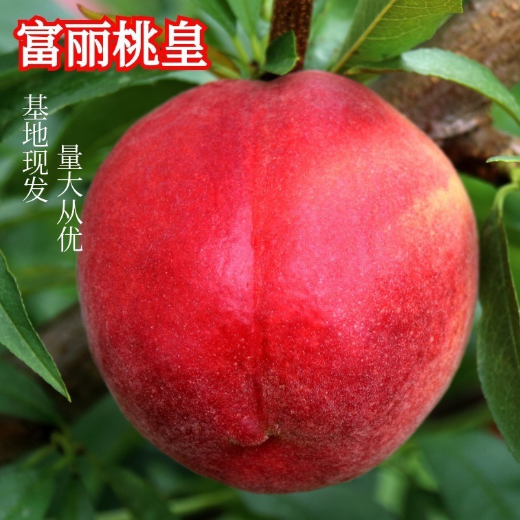 복숭아 묘지의 묘종은 긴 년, 강한 강한 강한 결혼과 함께 지구 묘목, 슈퍼 달콤한 가방 기술.
