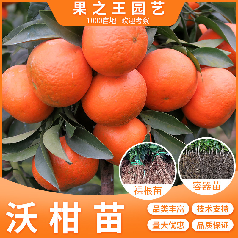 沃柑容器苗柑桔苗一年生嫁接果树苗室内外低栽实用批发苗盆景苗