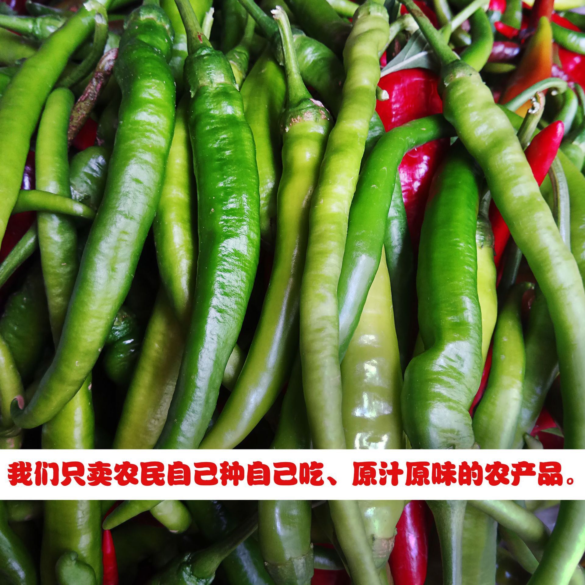 Hunan's fresh green pepper wholesalers grow their own spicy chili chili sauce.