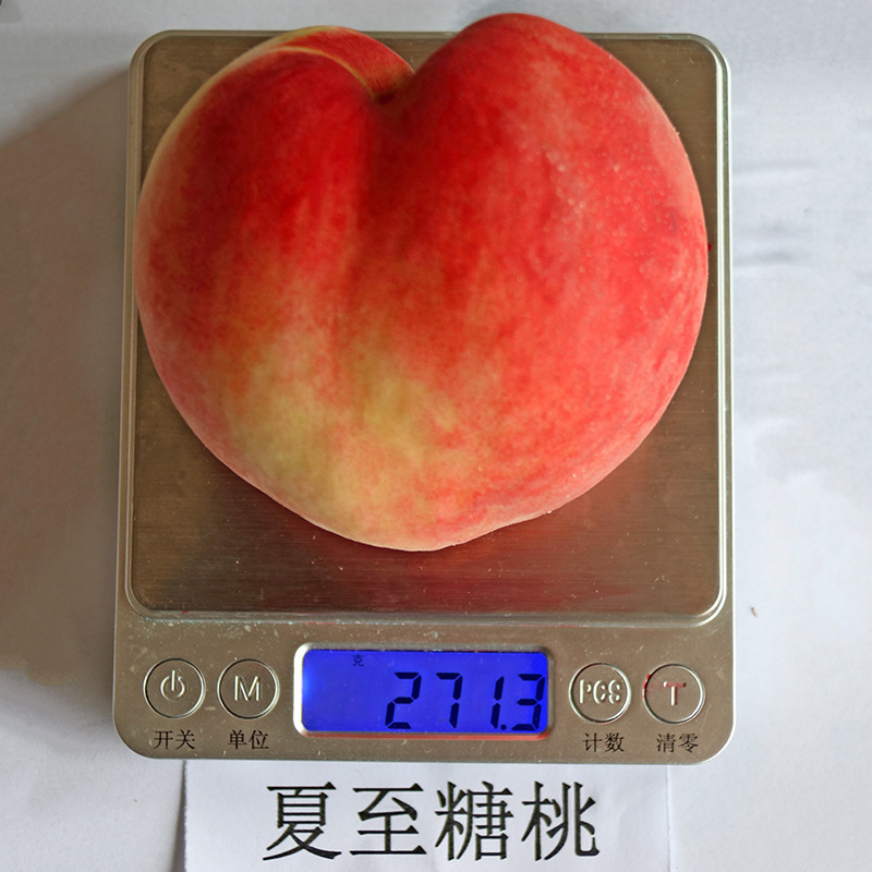 여름에 달콤한 복숭아 묘목, 여름에 냄비 묘목, 년.
