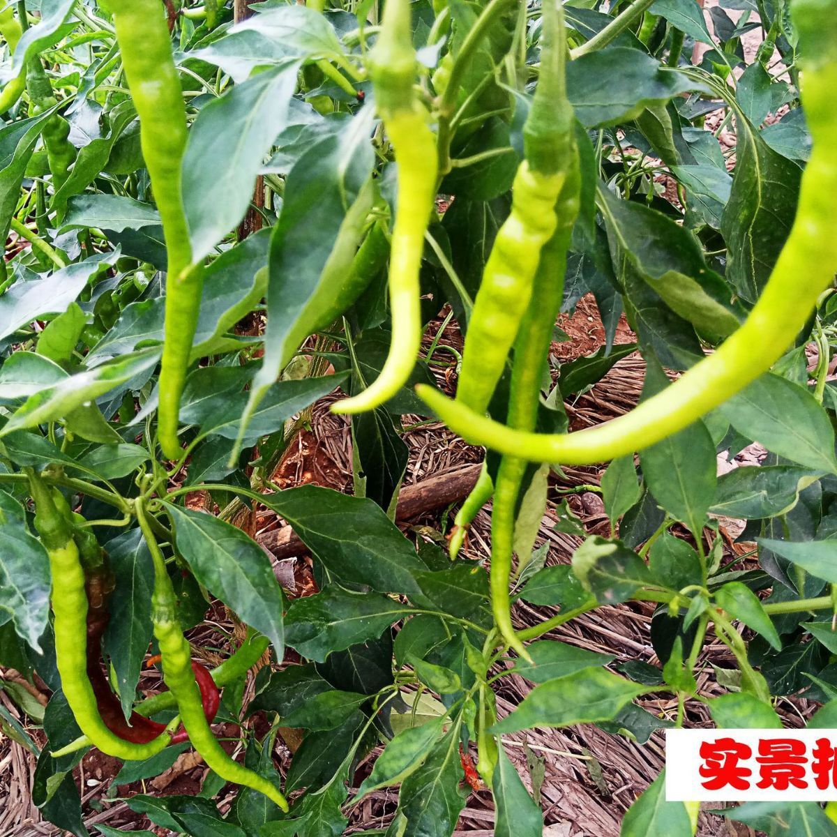 Hunan의 신선한 녹색 후추 도매업자는 자신의 매운 칠리 칠리 소스를 성장.