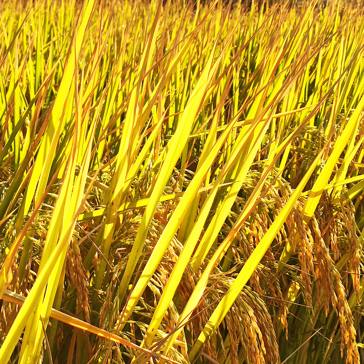 In 2023, rice was 50 pounds of rice, 25 kg of rice, and a grain of rice was distributed.