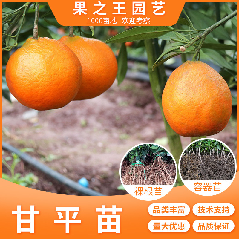 甘平柑桔苗容器苗一年生汁水丰富肉质紧实嫁接基地批发