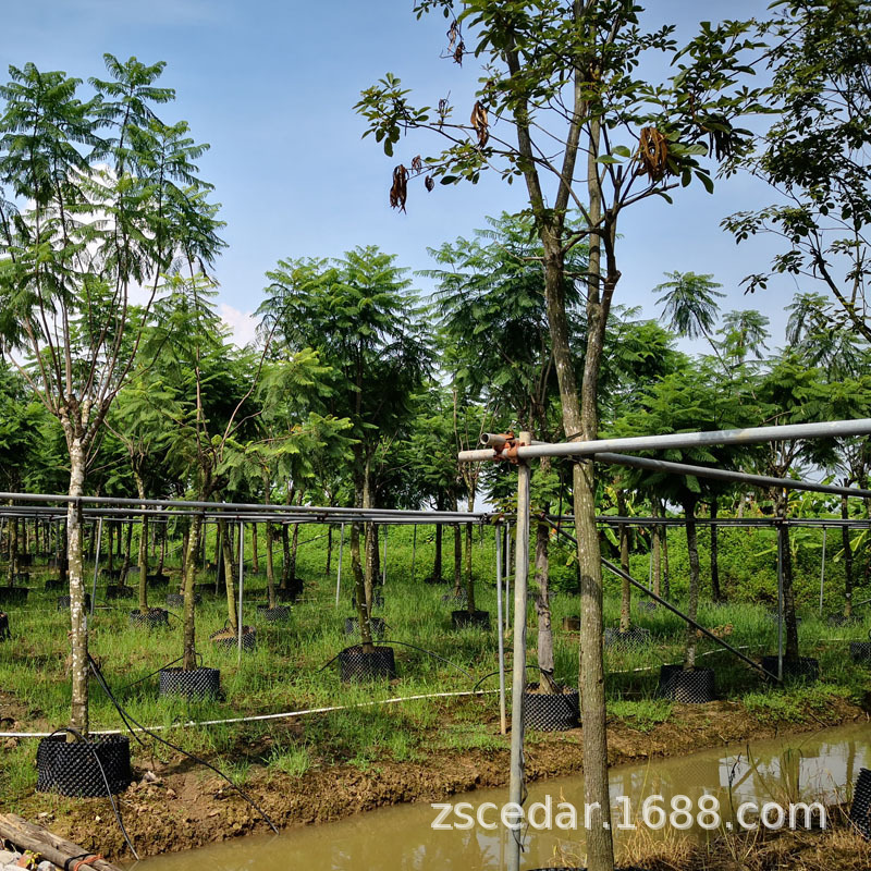 Preserve high-quality forestry, long-activated drought-resistant, slow-degrading agro-forestant.