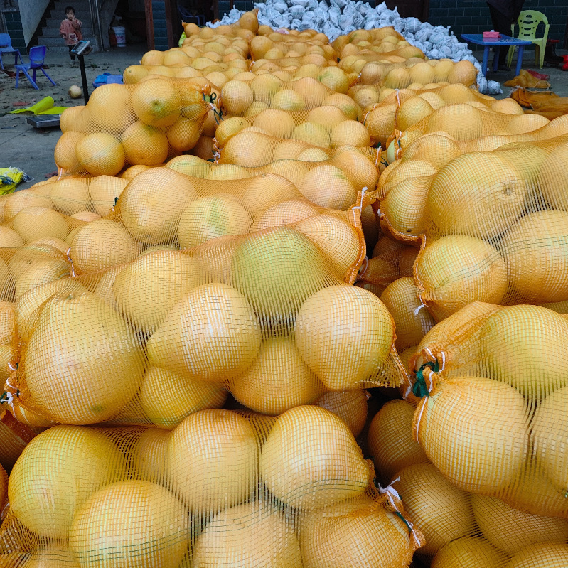 Three red grapefruits, 100 pounds of orchard for fresh season fruit, now picks up the southern grapefruit of Lake Red Heart.