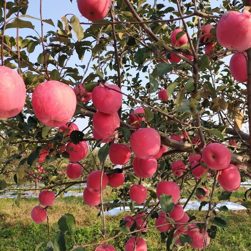 Gansu's early cuisine apple fruit should be in a box full of mail and ice cream, sweet, ugly apples.