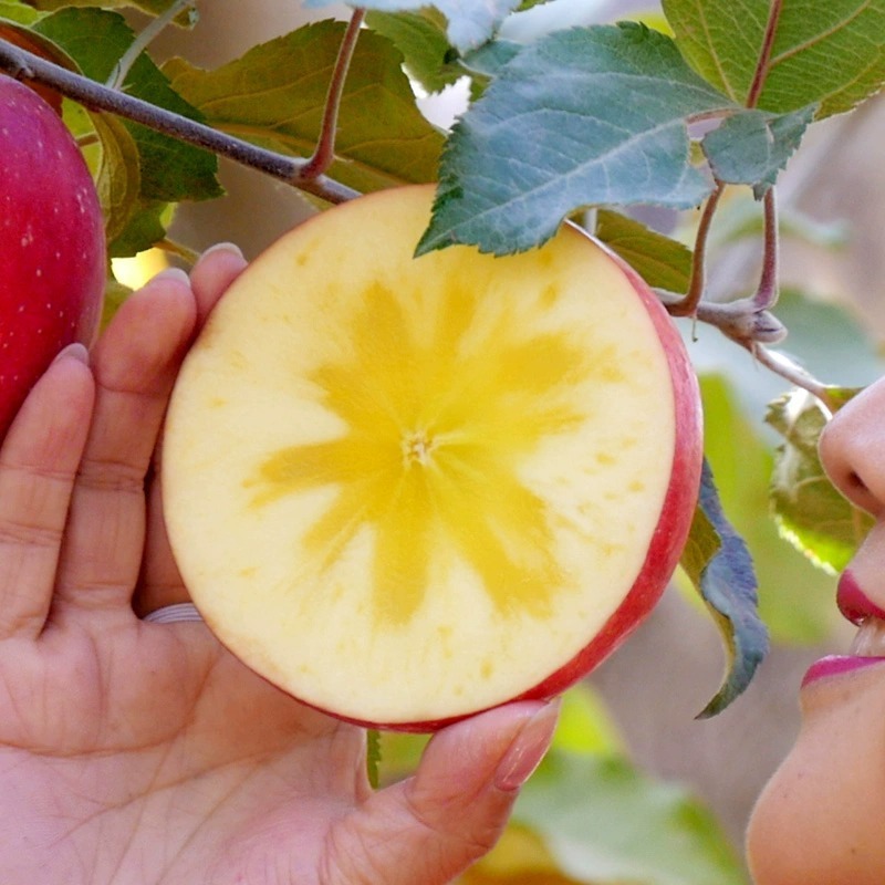 A box full of 5 pounds of fresh fruit in the season.