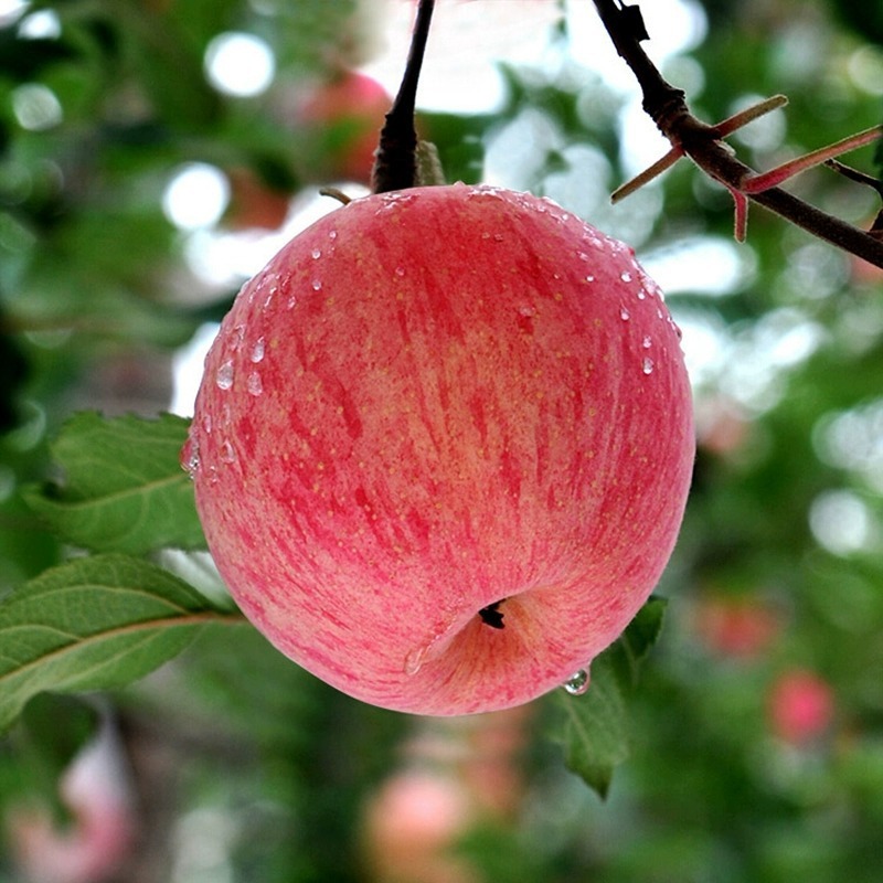 Gansu's early cuisine apple fruit should be in a box full of mail and ice cream, sweet, ugly apples.