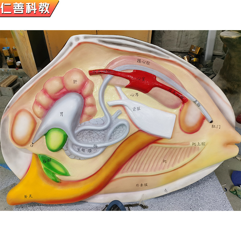 Biocampocellular modeler directly sells bio-pedagogical sculpting of aquatic shellfish sponges